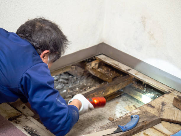 Certified Mold Removal in Midway, UT