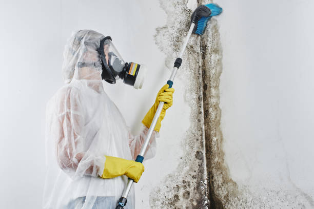 Best Local Mold Removal Service  in Midway, UT