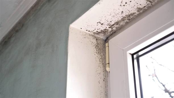 Reliable Midway, UT Mold Removal Solutions