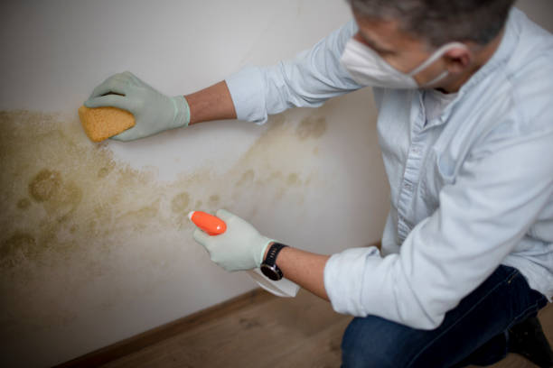 Best Mold Testing and Removal  in Midway, UT