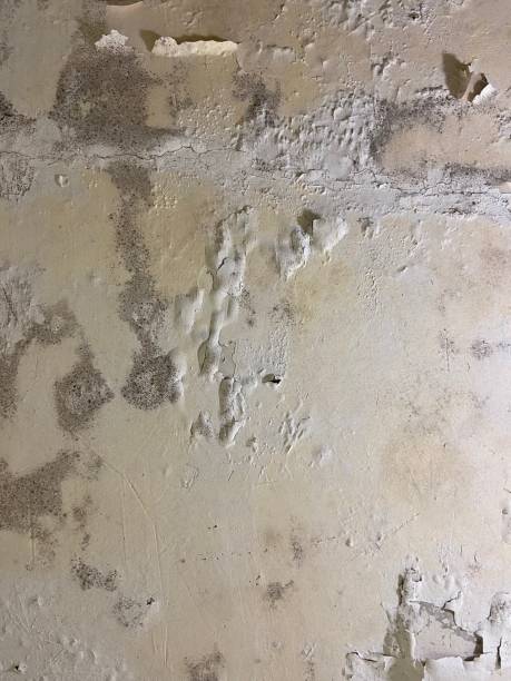 Best Mold Removal and Inspection  in Midway, UT