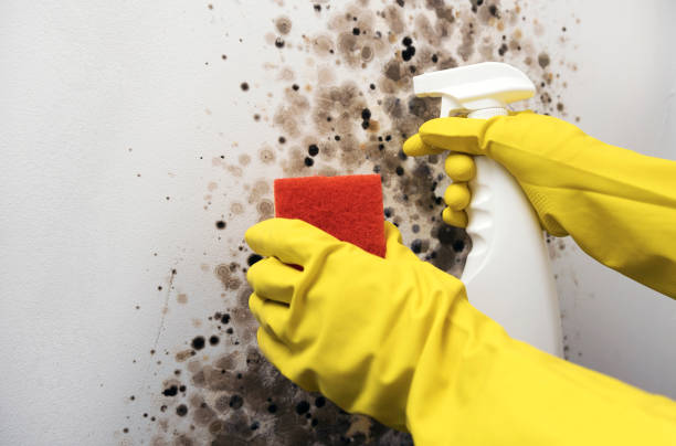 Best Home Mold Removal  in Midway, UT