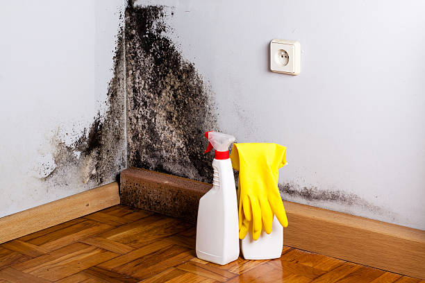 Best Mold Removal Company Near Me  in Midway, UT