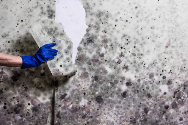 Best Crawl Space Mold Removal  in Midway, UT