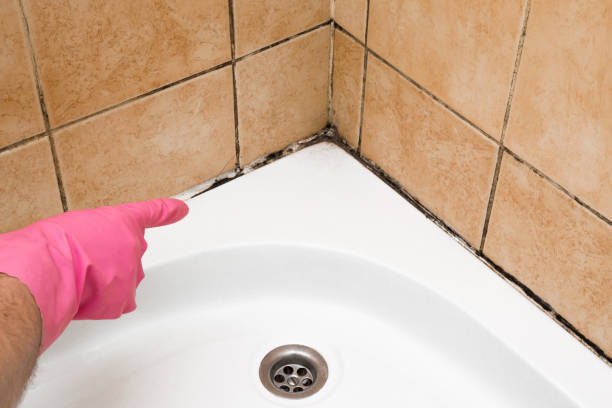 Best Certified Mold Removal  in Midway, UT